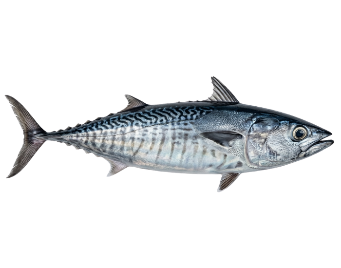 Bullet-Tuna-Auxis-rochei.webp Bullet Tuna with white background