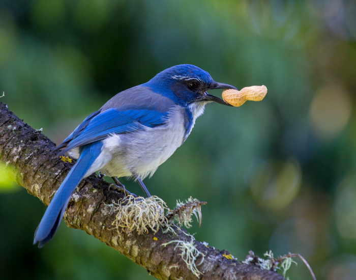 California-Scrub-Jay-Aphelocoma-californica.webp California Scrub-Jay in the wild with a peanut on its mouth