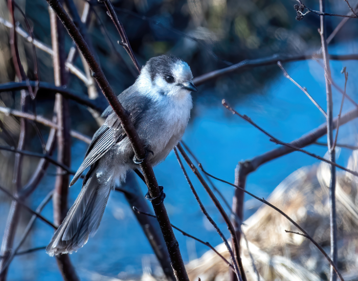 Canada-Jay-Perisoreus-canadensis.webp Canada Jay in a tree in the wild