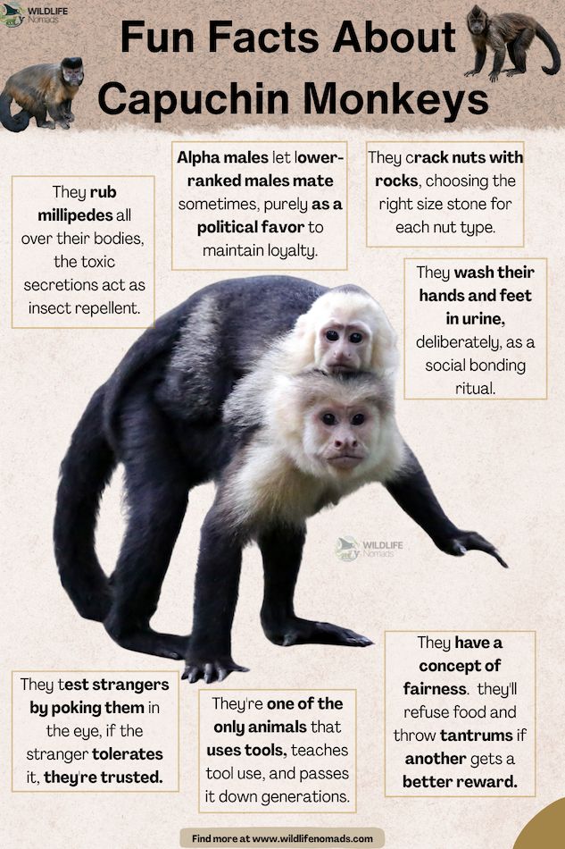 Capuchin-monkeys-facts-infographic.webp Capuchin monkeys facts infographic