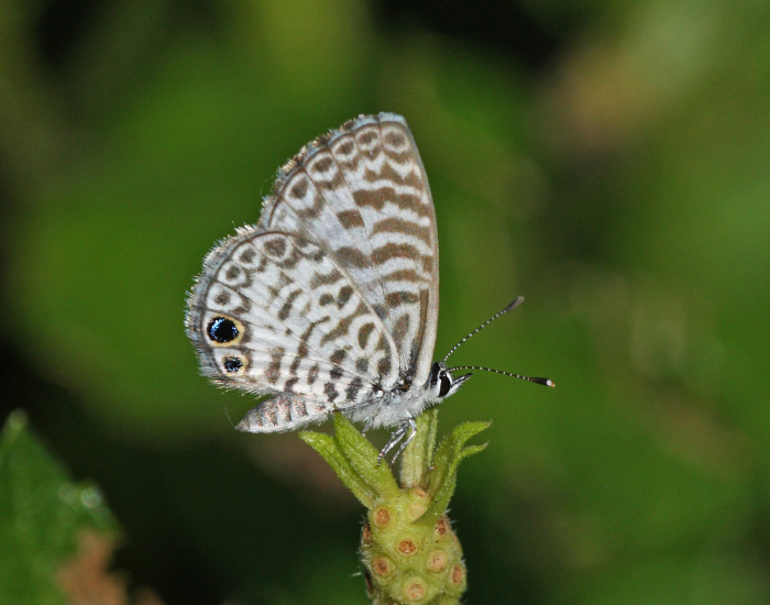 Cassius-Blue-Leptotes-cassius.webp Cassius Blue in the wild in its habitat