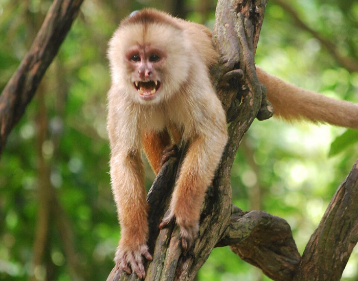 Cebus-albifrons-albino-capuchin.webp White-fronted Capuchin
