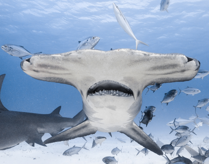 Cephalofoil-of-hammerhead-shark.webp close up of the head of a hammerhead shark