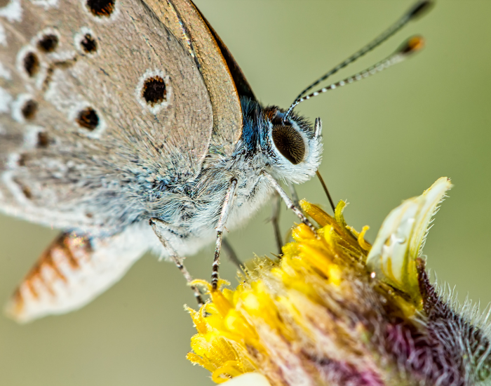 Ceraunus-Blue-Hemiargus-ceraunus.webp close up of a Ceraunus Blue butterfly standing on a yellow flower