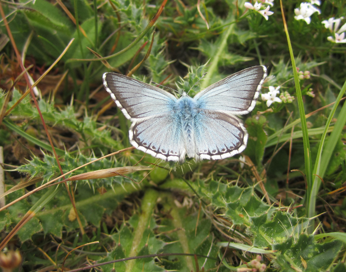 Chalkhill-Blue-Polyommatus-coridon.webp Chalkhill Blue close up standing on a plant with spikes