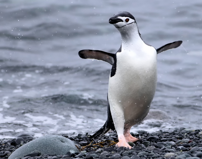 chinstrap penguin walking on a beach