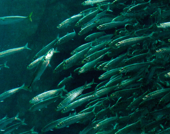 Chub-Mackerel-Scomber-japonicus.webp Chub Mackerel school swimming underwater