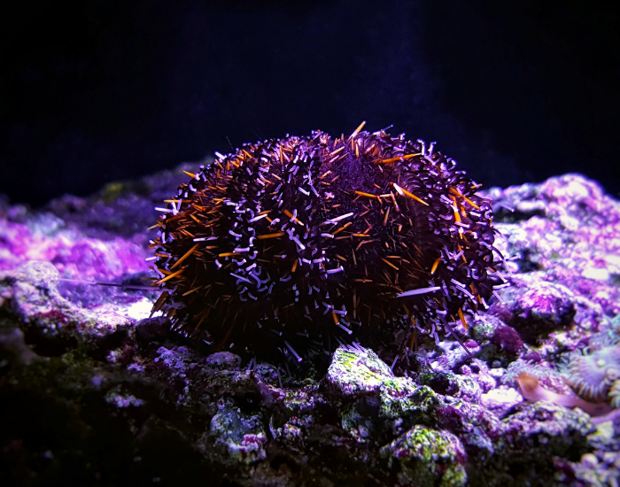 Collector-Urchin-Tripneustes-gratilla.webp Collector Urchin with black background