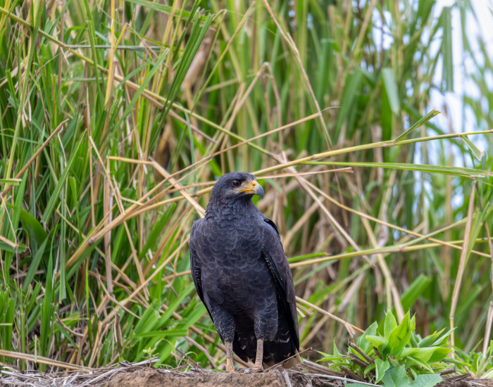 Common Black Hawk in the wild