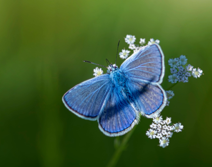 Common-Blue-Polyommatus-icarus.webp a Common Blue butterfly close up in the wild