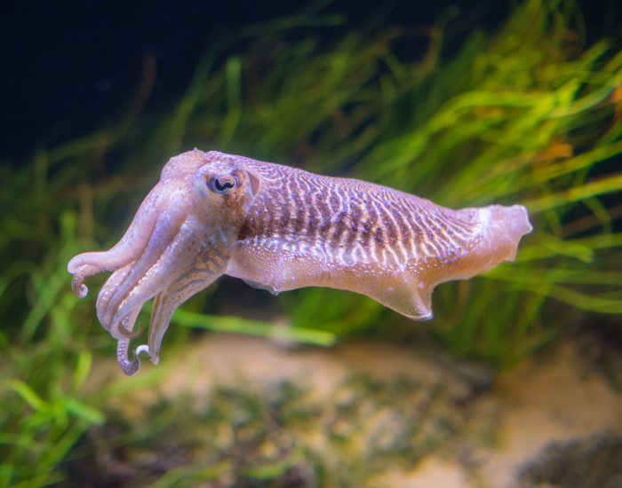 Common-Cuttlefish-Sepia-officinalis.webp Common Cuttlefish swimming