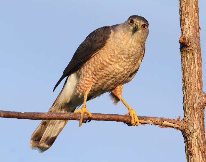 Cooper’s Hawk standing on a tree