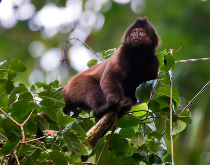 Crested-robust-Capuchin-Sapajus-robustus.webp Crested robust Capuchin on top of a tree