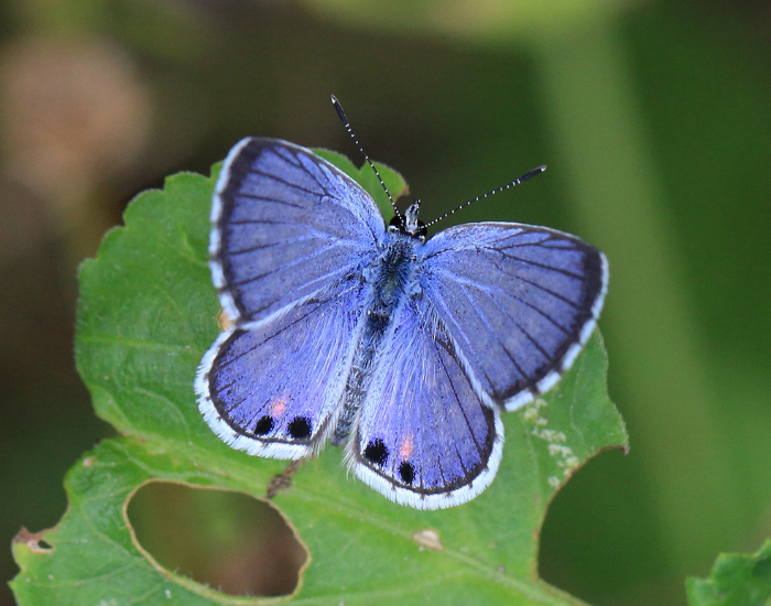 Cyclargus-thomasi-bethunebakeri.webp Miami Blue Butterfly standing on a tree