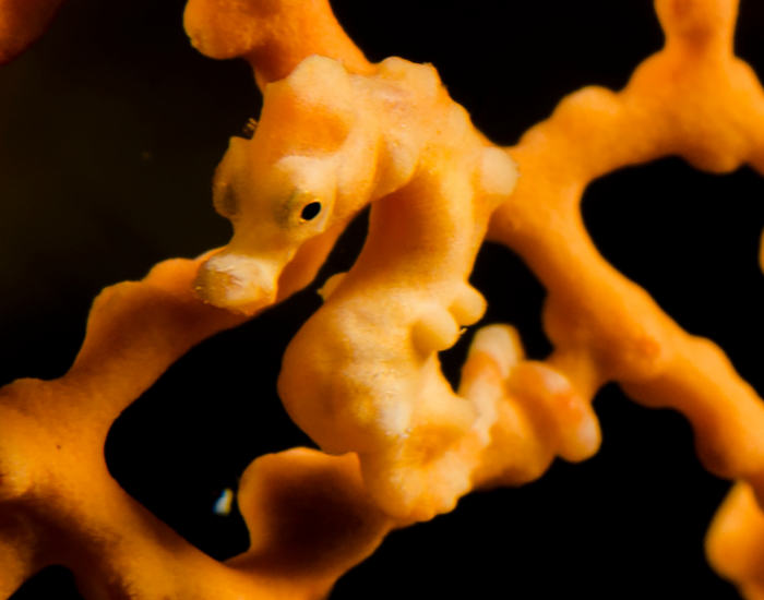 Denises-Pygmy-seahorse.webp Denise's Pygmy seahorse close up very well camouflaged