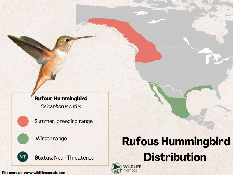 Distribution-map-of-Rufous-Hummingbird.webp Rufous Hummingbird Distribution map showing north america breeding and migration grounds