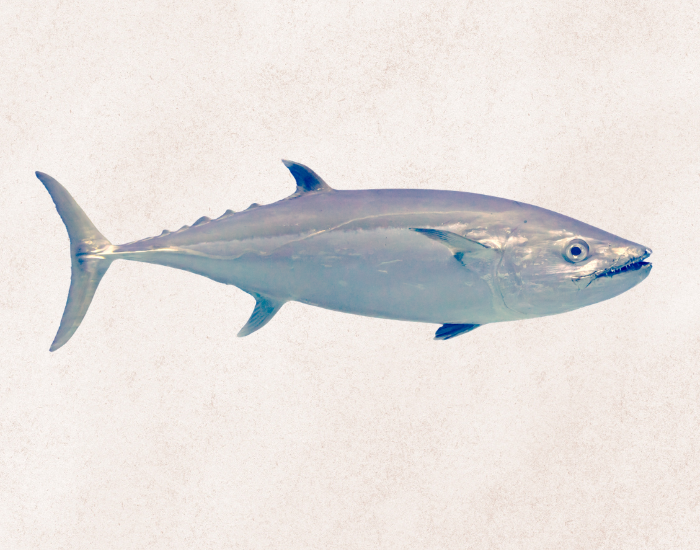 Dogtooth-Tuna-Gymnosarda-unicolor.webp clos eup of a Dogtooth Tuna fish with beige background