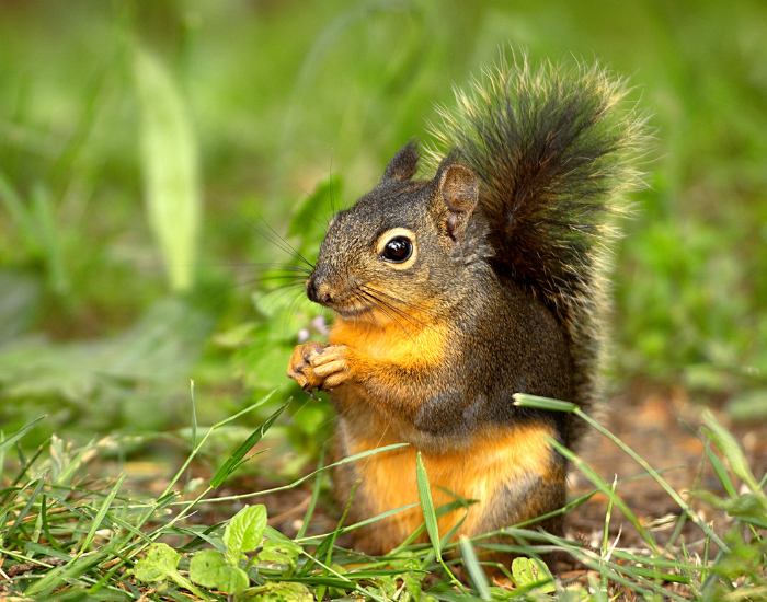 Douglas-squirrel-Tamiasciurus-douglasii.webp Douglas squirrel on the ground