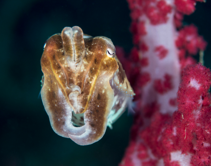 Dwarf-Cuttlefish-Sepia-bandensis.webp close up of a Dwarf Cuttlefish