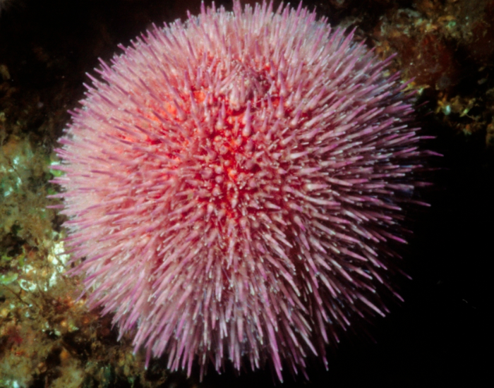 Edible-Sea-Urchin-Echinus-esculentus.webp Edible Urchin pink