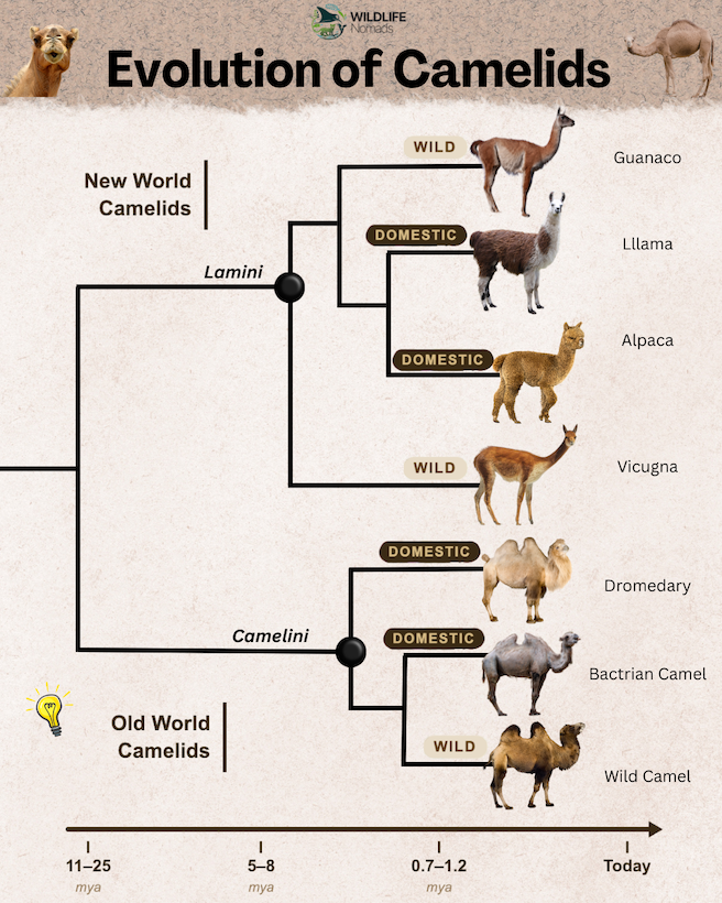 Evolution of Camelids infographic showing the evolutionary relationship between camels and llamas, and alpacas