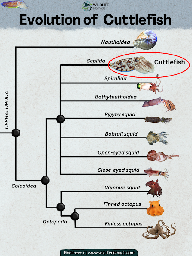 Evolution-of-Cuttlefish-cephalopoda.webp Evolution of Cuttlefish infographic showing