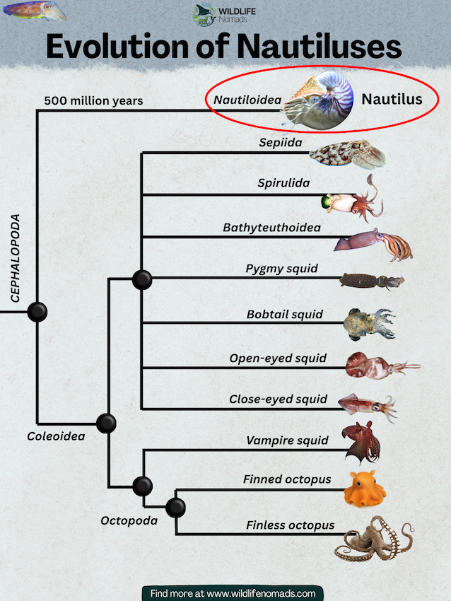 Evolution of Nautiluses infographic showing phylogenetic tree
