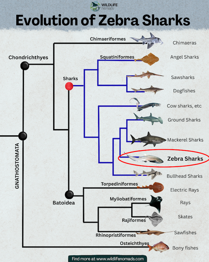 Evolution-of-Sharks-infographic-by-wildlife-nomads.webp Evolution of Zebra Sharks infographic showing the phylogenetic relationships between sharks