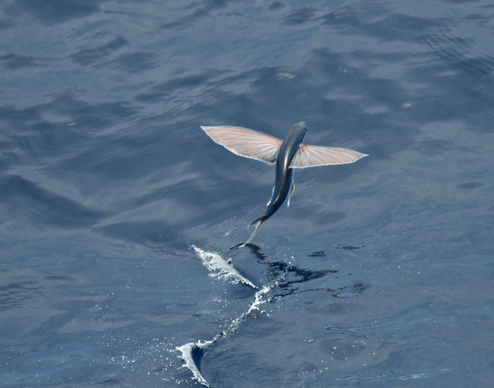 Exocoetidae-flying-fish.webp Flying Fish in the ocean jumping