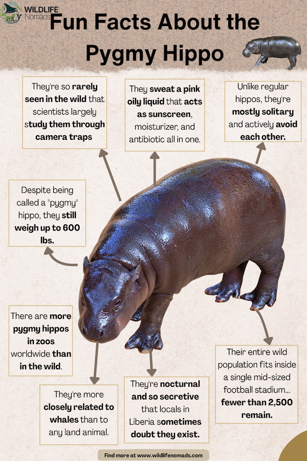 Facts-About-the-pygmy-hippo-by-wildlife-nomads.webp Fun Facts About the Pygmy Hippo infographic showing 8 facts