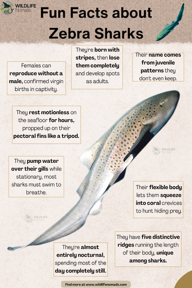 Facts-Zebra-Sharks.webp Facts Zebra Sharks infographic