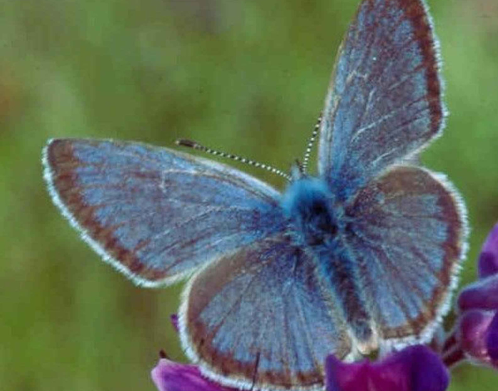 Fenders-Blue-Butterfly-Icaricia-icarioides-fenderi.webp close up of a Fender’s Blue Butterfly