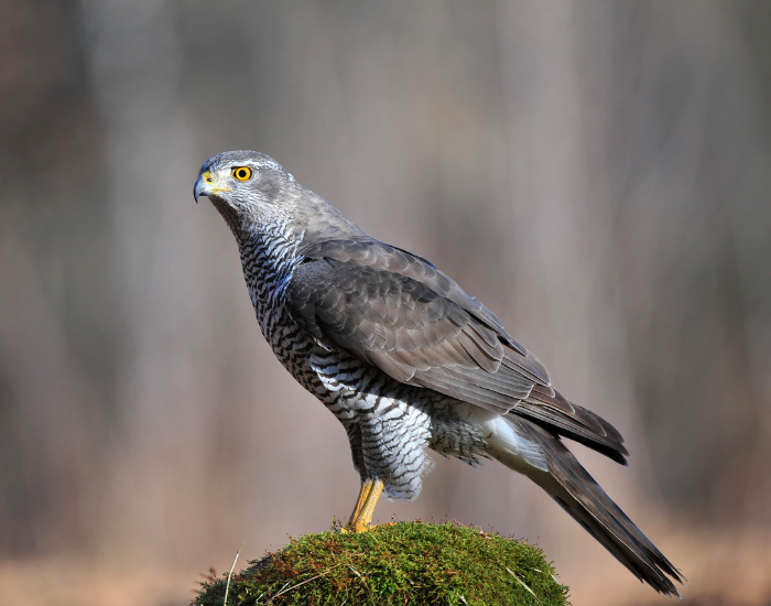 Northern Goshawk in the wild
