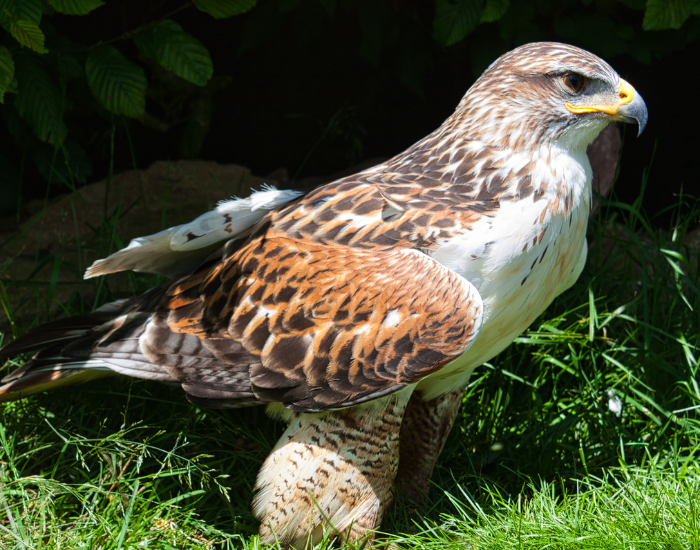 a close up of a Ferruginous Hawk  standing on the ground