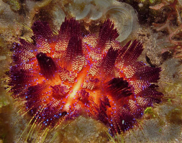 Fire-Urchin-Asthenosoma-varium.webp Fire Urchin red laying