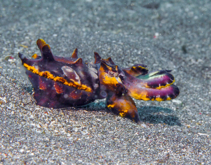 Flamboyant-Cuttlefish-Metasepia-pfefferi.webp colorful Flamboyant Cuttlefish on the ocean floor
