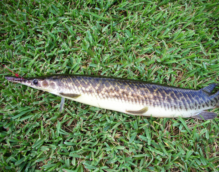 Florida-Gar-Lepisosteus-platyrhincus.webp Florida Gar dead laying on grass