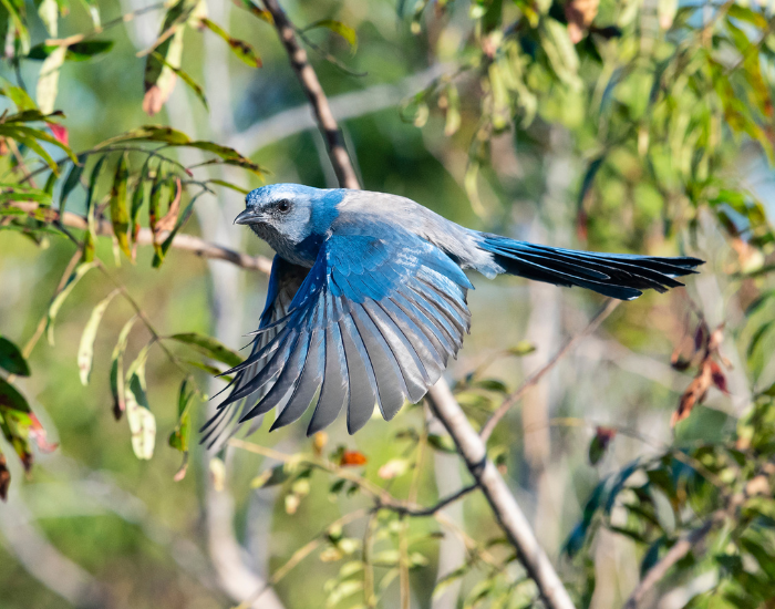 Florida-Scrub-Jay-Aphelocoma-coerulescens.webp Florida Scrub-Jay flying next to a tree