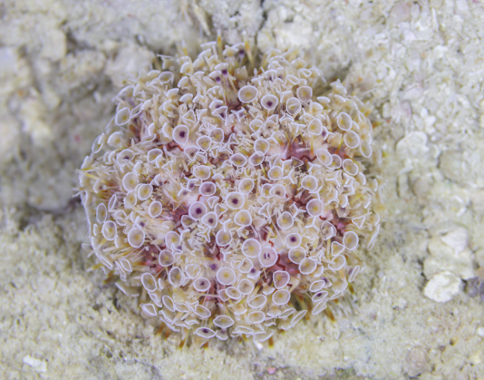 Flower-Sea-Urchin-Toxopneustes-pileolus.webp Flower Sea Urchin close up