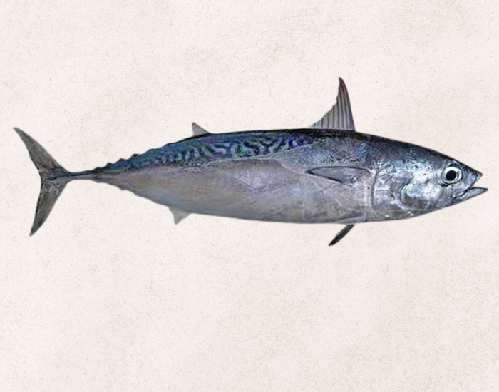 Frigate-Tuna-Auxis-thazard.webp close up of a Frigate Tuna with beige background