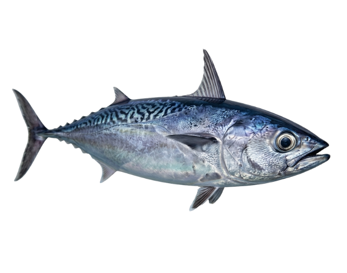 Frigate-Tuna-_-Frigate-Mackerel-Auxis-thazard.webp Frigate Tuna with white background