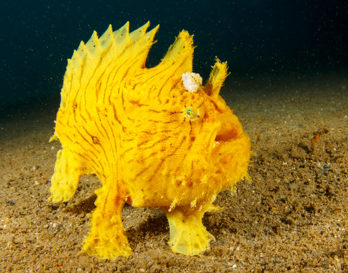 Frogfish.webp shaggy yellow frogfish standing at the bottom of the ocean
