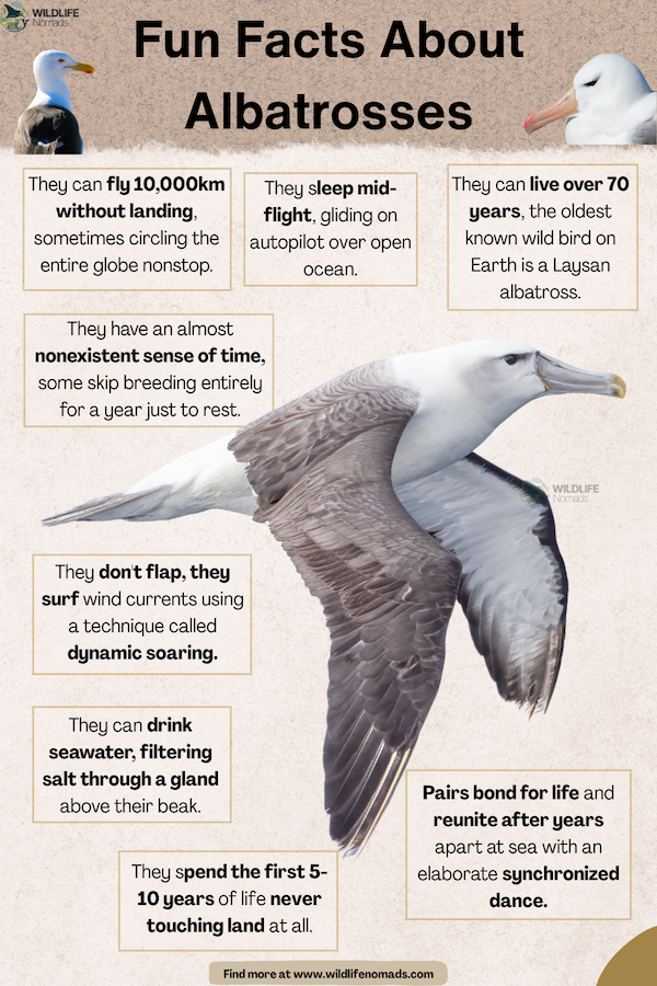 Fun-Facts-About-Albatrosses.webp Fun Facts About Albatrosses infographic