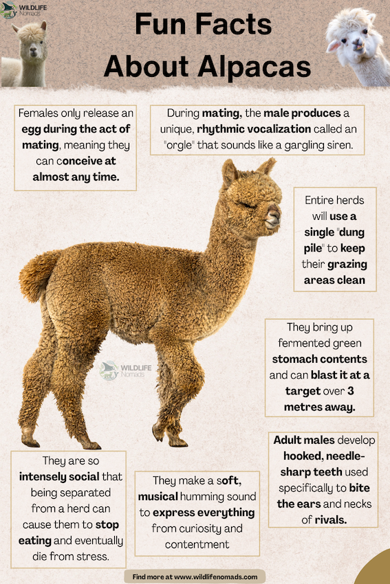 Fun Facts About Alpacas infographic
