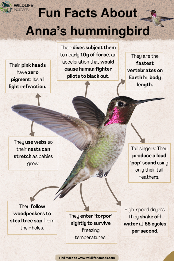 Fun-Facts-About-Annas-hummingbird-by-wildlife-nomads.webp Fun Facts About Anna’s hummingbird infographic showing the hummingbird in the middle