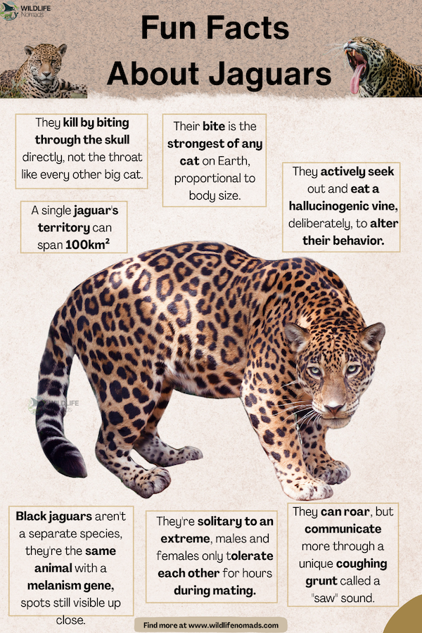Fun Facts  About Jaguars infographic
