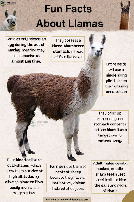 Fun-Facts-About-Llamas.webp Infographic showing a llama and facts about them