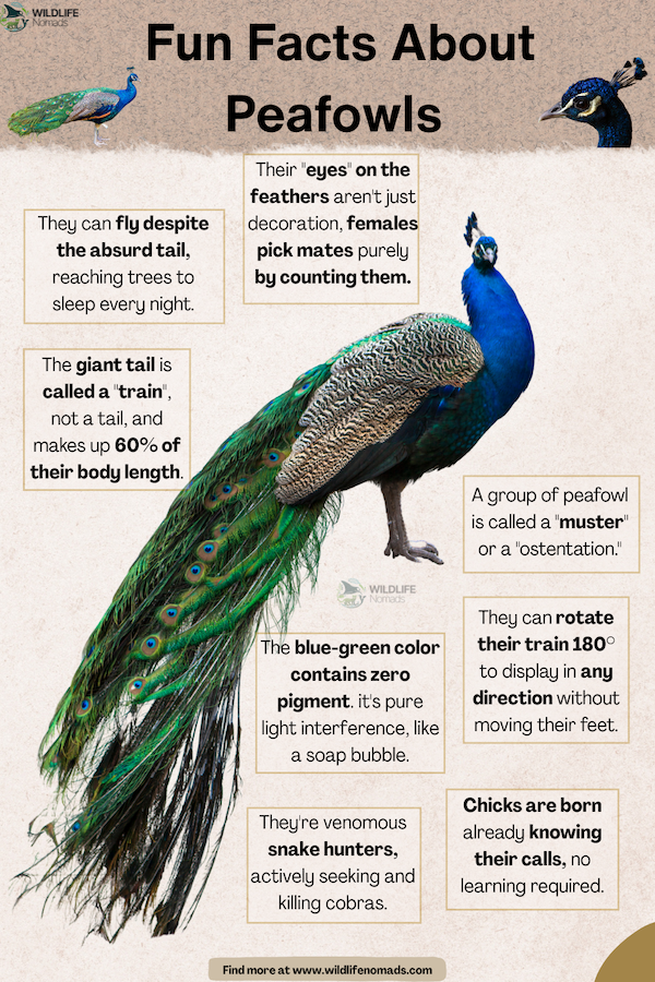 Everything You Must Know About Peacocks: 12 Stunning Facts