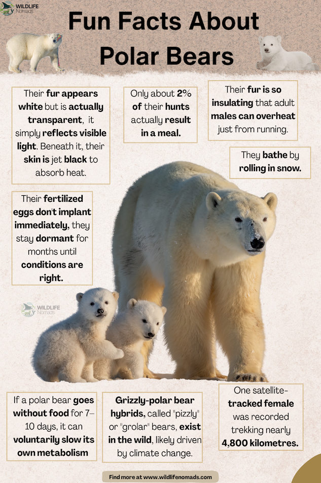 Fun-Facts-About-Polar-Bears.webp Fun Facts About Polar Bears infographic