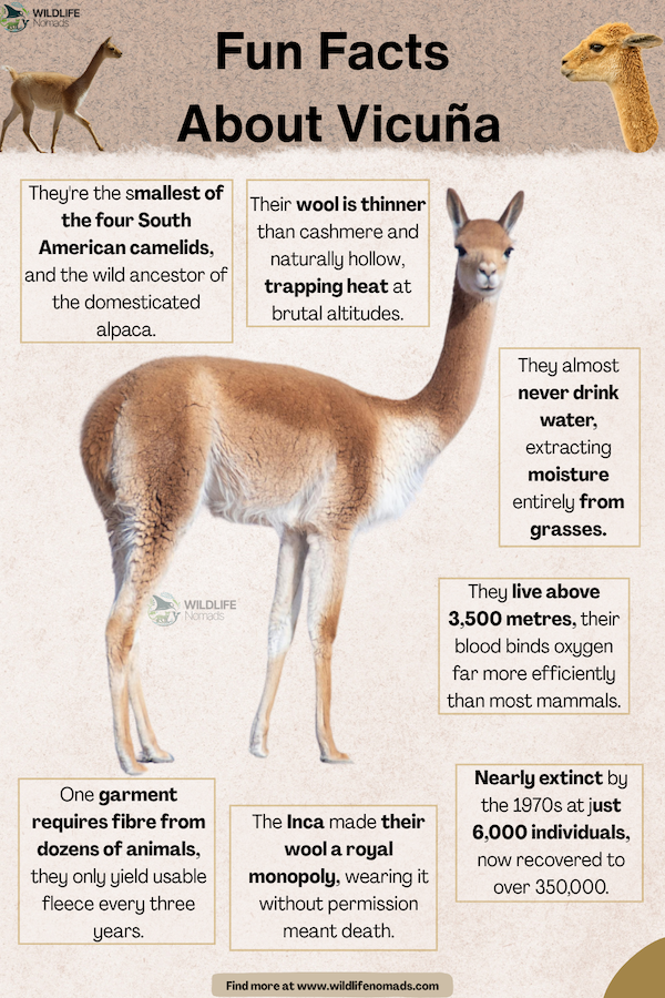 Fun Facts About Vicunas infographic showing a vicuna at the centre and written facts